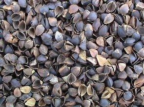 谷物食品圖冊 從田間到餐桌的谷物種植之旅