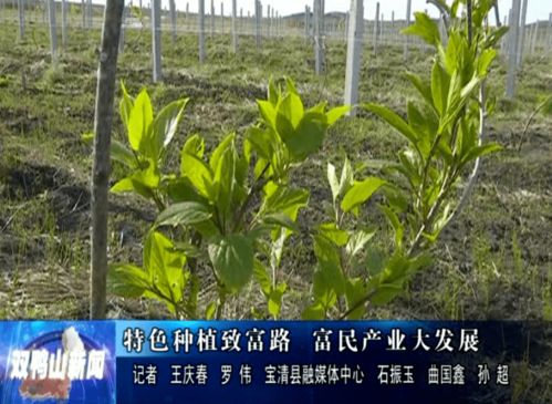 軟棗獼猴桃與富硒小毛蔥 特色種植引領鄉村致富路